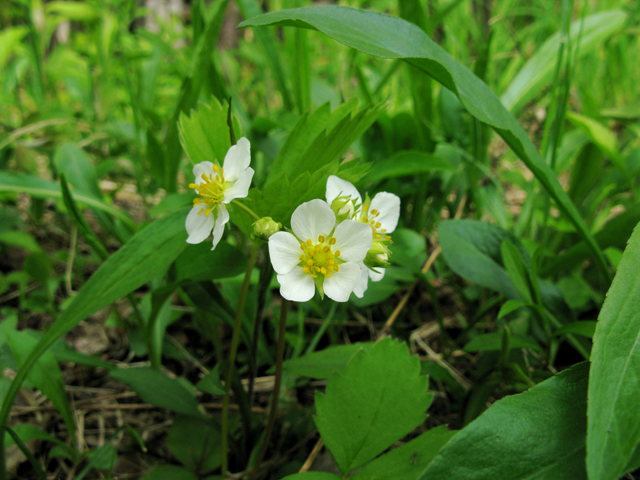 Fragaria virginiana (Virginia strawberry) #27836