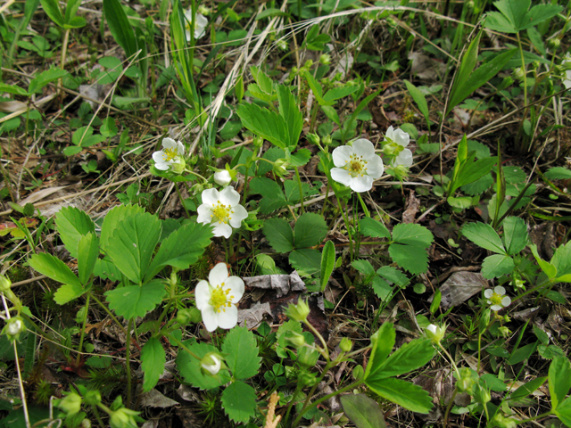 Fragaria virginiana (Virginia strawberry) #27839