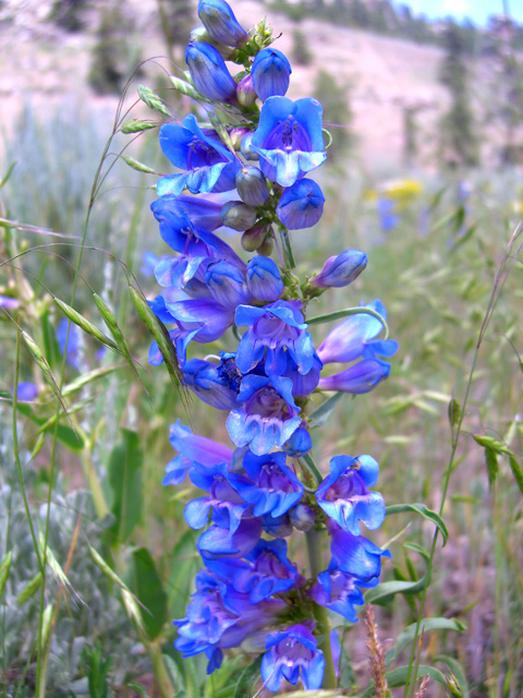 Penstemon virgatus (Upright blue penstemon) #27864