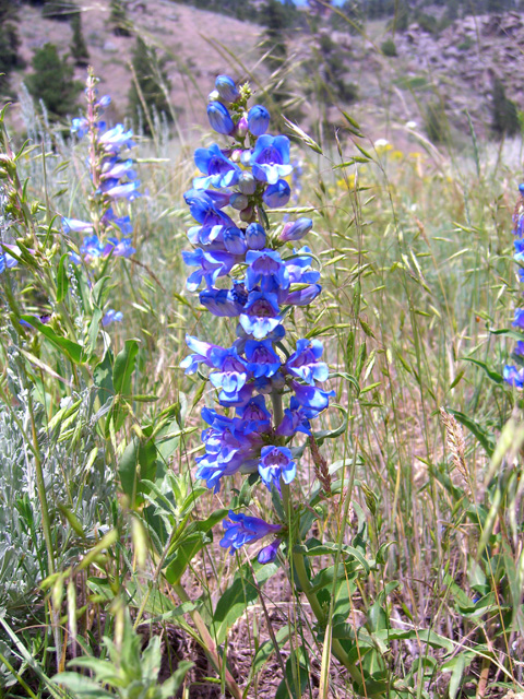 Penstemon virgatus (Upright blue penstemon) #27866