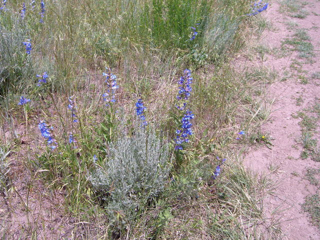 Penstemon virgatus (Upright blue penstemon) #27867