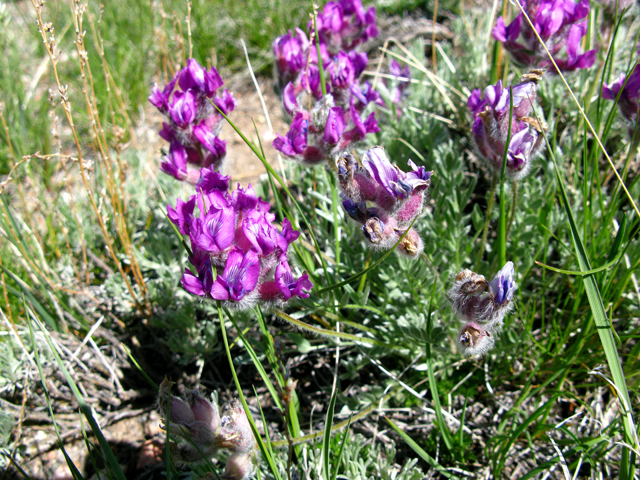 Oxytropis besseyi var. ventosa (Bessey's locoweed) #27886