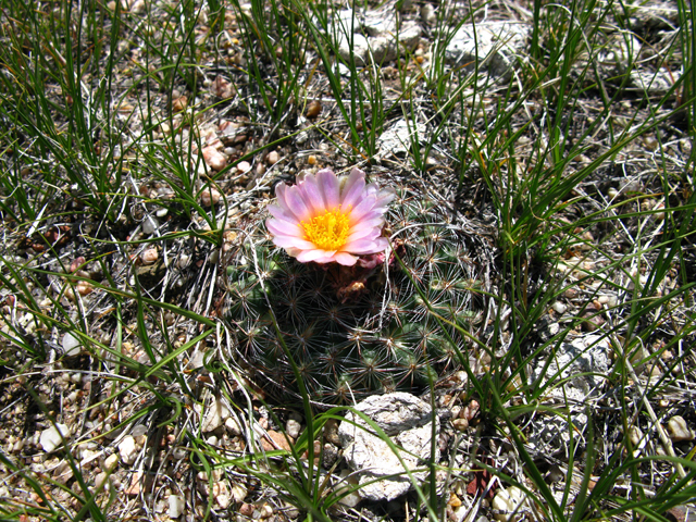 Pediocactus simpsonii (Simpson hedgehog cactus) #27888