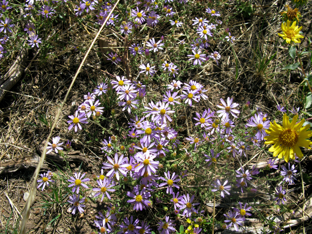 Machaeranthera bigelovii (Bigelow's tansyaster) #27899