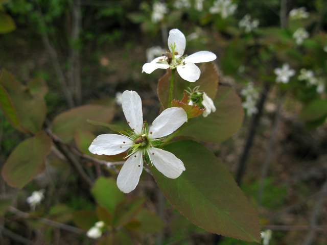 Amelanchier laevis (Allegheny serviceberry) #27904