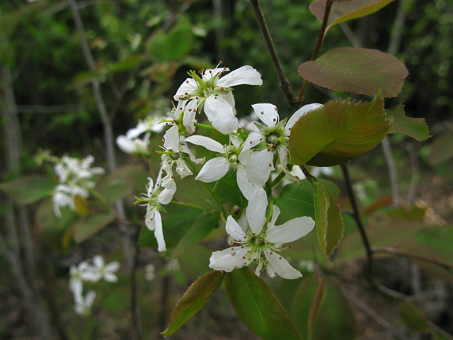 Amelanchier laevis (Allegheny serviceberry) #27905