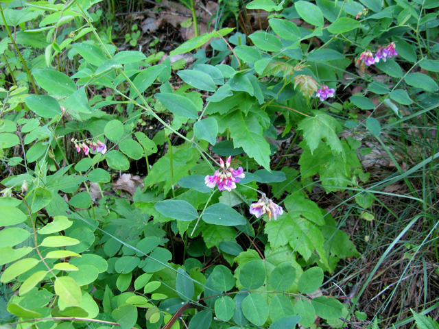 Lathyrus venosus (Veiny pea) #27910