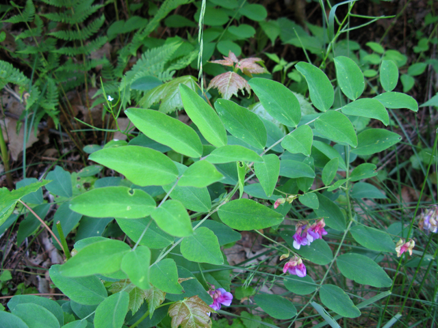 Lathyrus venosus (Veiny pea) #27911