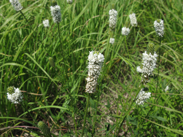 Dalea candida (White prairie clover) #28367