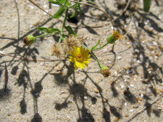 Heterotheca subaxillaris (Camphorweed) #28384