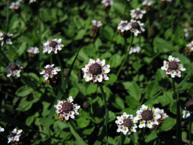 Phyla nodiflora (Texas frogfruit) #28390