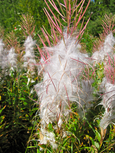 Chamerion angustifolium ssp. angustifolium (Fireweed) #30397