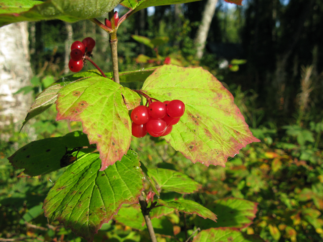 Viburnum edule (Squashberry) #30426