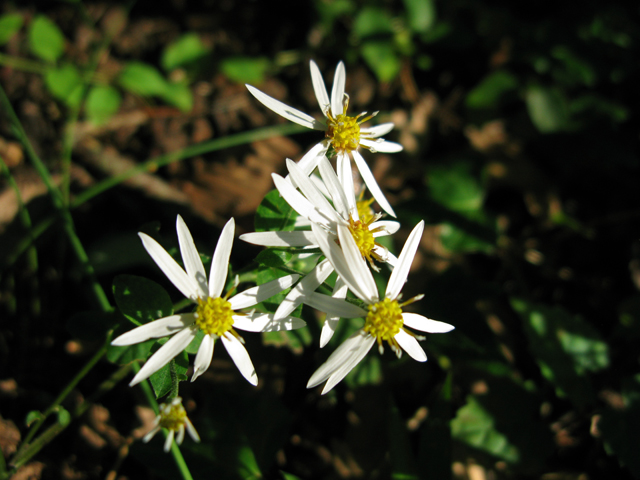 Eurybia divaricata (White wood aster) #30444