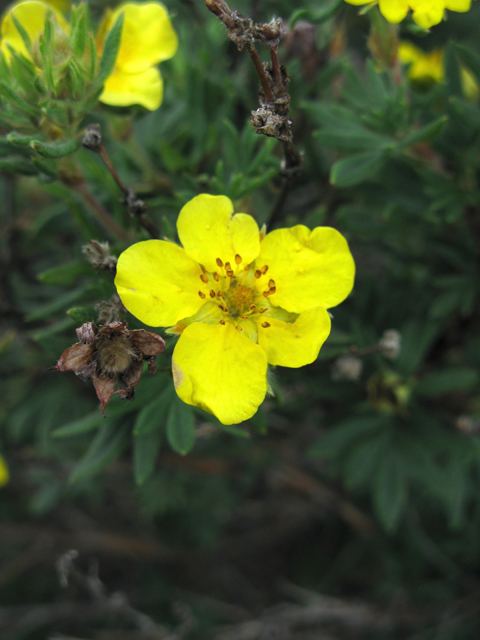 Dasiphora fruticosa ssp. floribunda (Shrubby cinquefoil) #77056