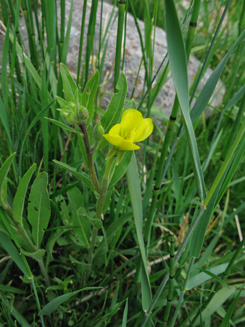 Oenothera villosa ssp. villosa (Hairy evening-primrose) #77077