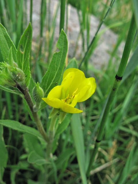 Oenothera villosa ssp. villosa (Hairy evening-primrose) #77078