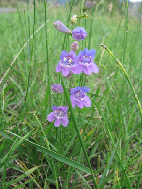 Penstemon unilateralis (Oneside penstemon) #77079