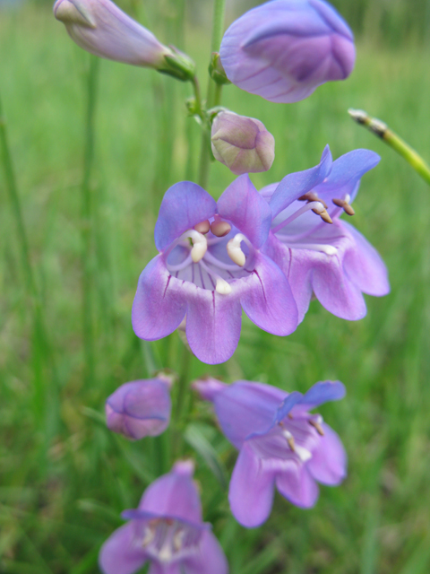 Penstemon unilateralis (Oneside penstemon) #77080