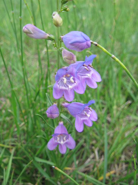 Penstemon unilateralis (Oneside penstemon) #77081