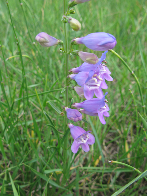 Penstemon unilateralis (Oneside penstemon) #77082