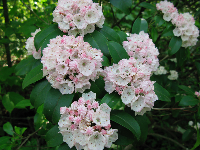 Kalmia latifolia (Mountain laurel) #77115