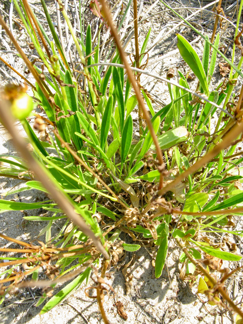 Coreopsis lanceolata (Lanceleaf coreopsis) #77197