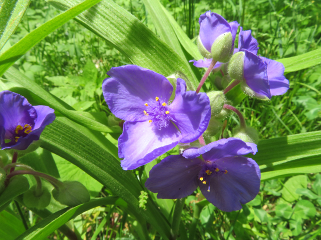 Tradescantia virginiana (Virginia spiderwort) #77216