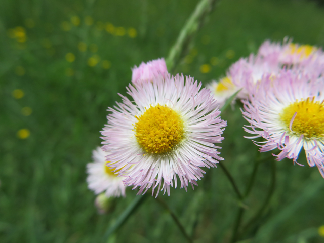 Erigeron philadelphicus (Philadelphia fleabane) #77225