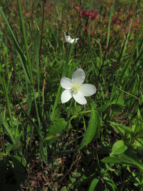 Anemone lancifolia (Lanceleaf anemone) #77241