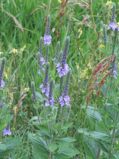 Verbena stricta (Hoary verbena) #77279