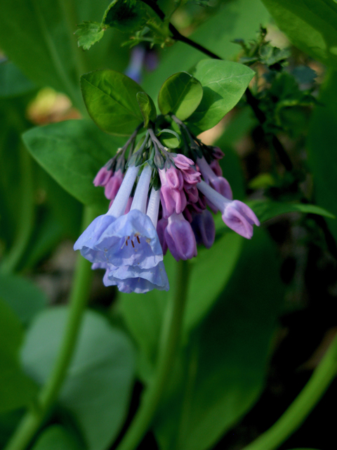 Mertensia virginica (Virginia bluebells) #77317