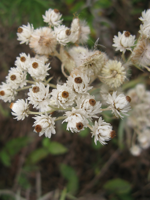 Anaphalis margaritacea (Western pearly everlasting) #77334