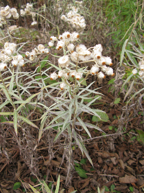 Anaphalis margaritacea (Western pearly everlasting) #77336