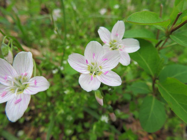 Claytonia virginica (Virginia springbeauty) #77346