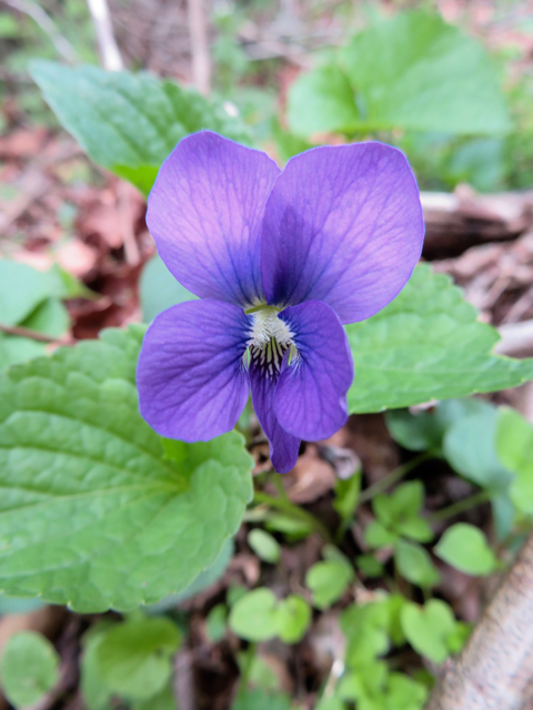 Viola cucullata (Marsh blue violet) #77367