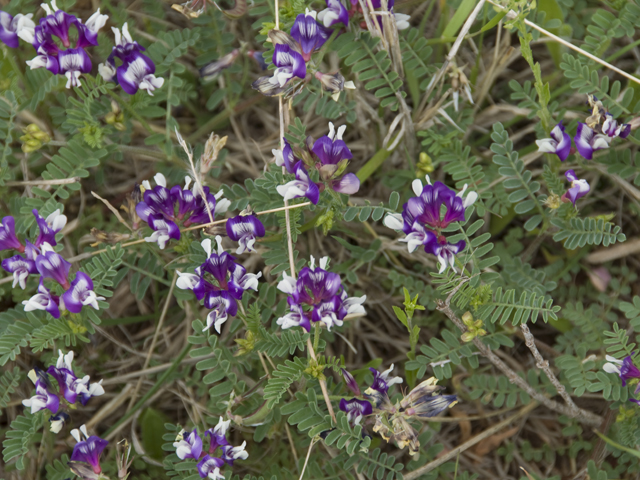 Astragalus lindheimeri (Lindheimer's milkvetch) #27733