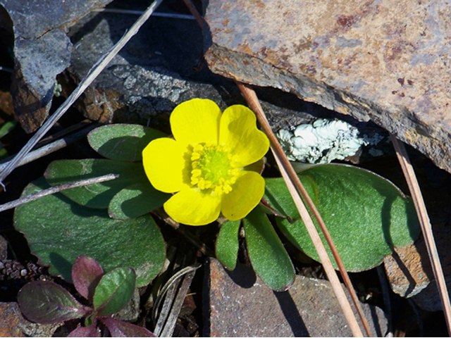 Ranunculus glaberrimus (Sagebrush buttercup) #34346