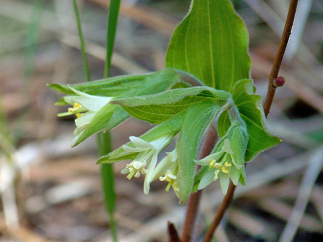 Prosartes trachycarpa (Roughfruit fairybells) #34354