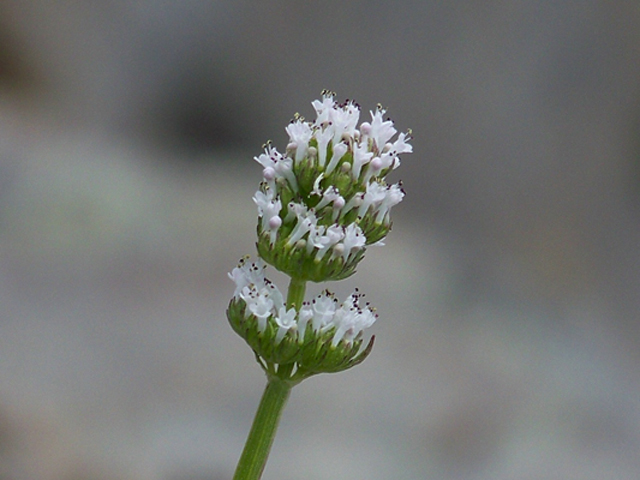 Plectritis macrocera ssp. grayi (Gray's seablush) #34357