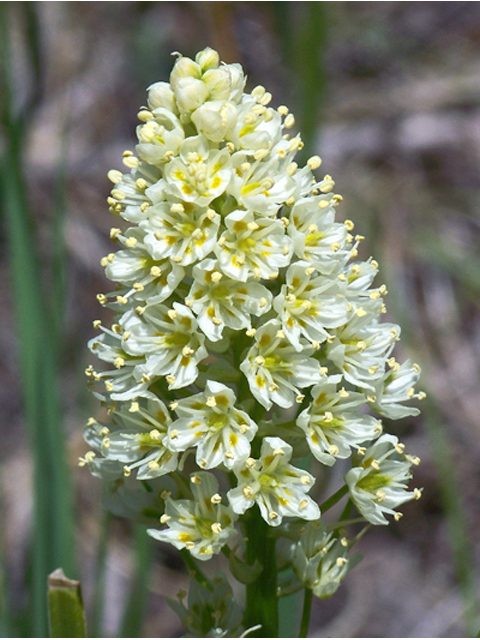 Zigadenus venenosus (Meadow death camas) #34370