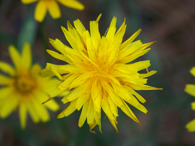 Agoseris glauca (Pale agoseris) #34375