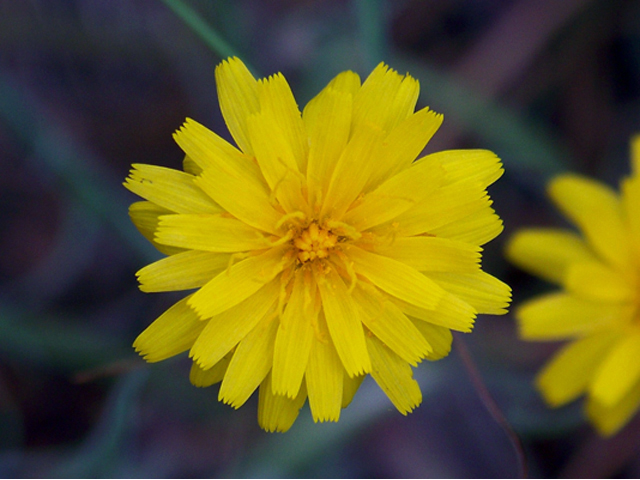 Agoseris glauca (Pale agoseris) #34376