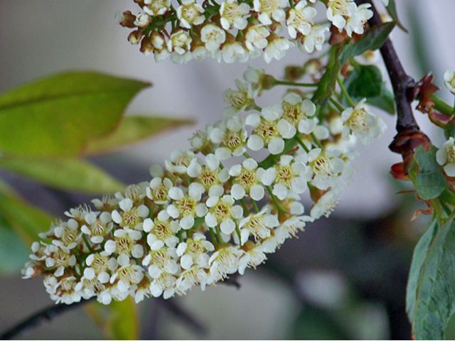 Prunus virginiana var. melanocarpa (Black chokecherry) #34377