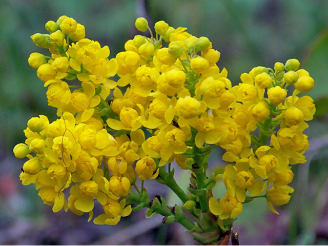 Mahonia repens (Creeping barberry) #34379