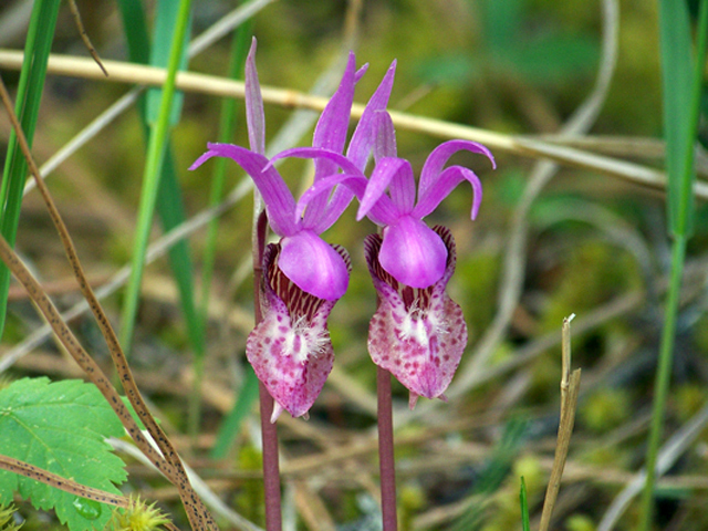 Calypso bulbosa var. occidentalis (Western fairy-slipper) #34381