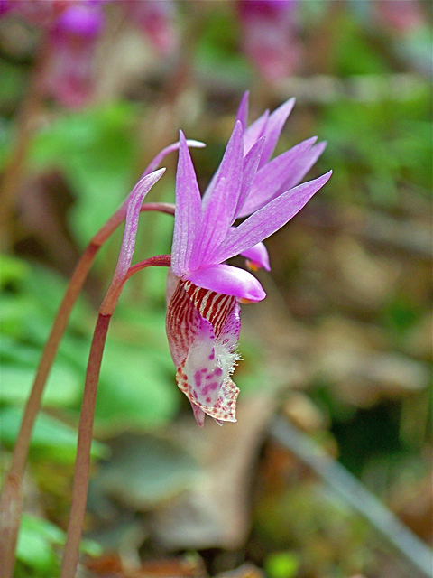 Calypso bulbosa var. occidentalis (Western fairy-slipper) #34396