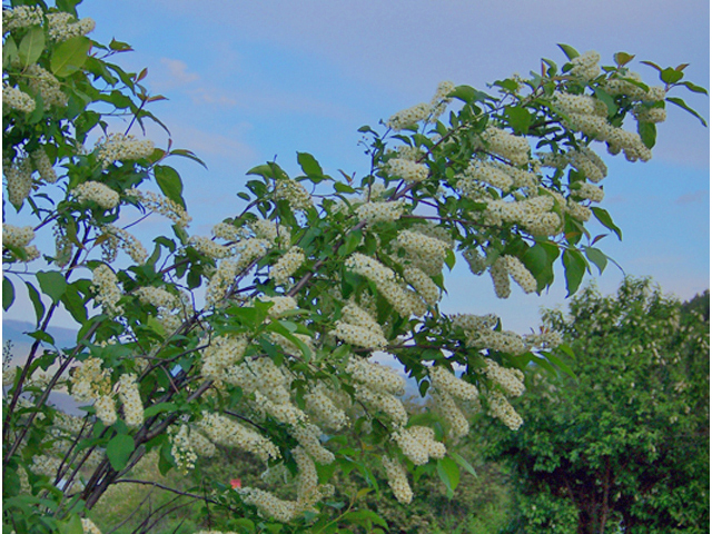 Prunus virginiana var. melanocarpa (Black chokecherry) #34404