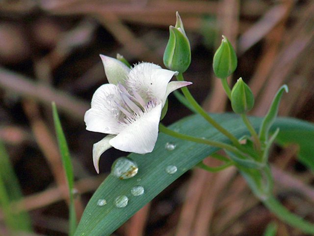 Calochortus elegans (Elegant mariposa lily) #34406