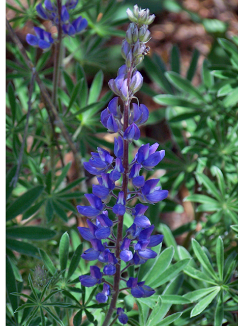 Lupinus polyphyllus (Bigleaf lupine) #34409